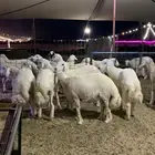 ذبائح حري ذبايح مناسبات