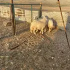 الشميسي البوابه