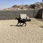 تيس مهجن ادهم جذع فحل