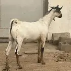 مشروع فحل بيشي