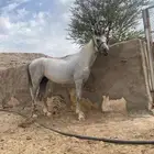 حصان شعبي