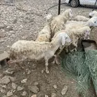 ضان دفع