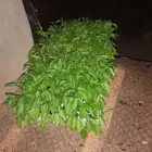 شتلات طماط وفلفل وانواعه وباذنجان وانوعه توصيل مجاني للكميات