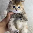 قطط سكوتش فولد قطط سكوتش ستريت