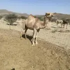 ناقه حايل للبيع