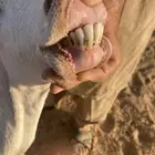 للبيع معزا بيشيات خلفات