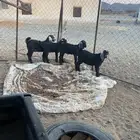 تيوس   للبيع