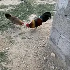 ديك وا 2 دجاج فنكس فونكس