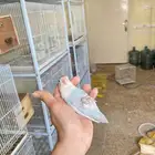 فيشر مفطوم فخم اليف