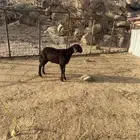 رخل سواكنيه تم البيع