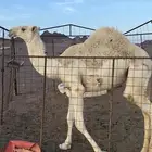 للبيع قعود
