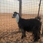 عنز رباع