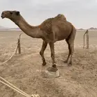 جمل اشعل رباع ضراب شرط ومنتج