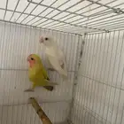 زوج روز ((تم البيع ))