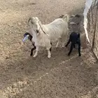 عنز خلفه تم البيع