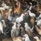 دجاج بلدي وفيومي للبيع