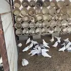 حمام فرنسي للبيع