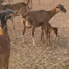 وعول الكاميرون شيب