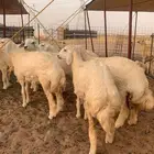 غنم ذبائح طليان حري ذباىح
