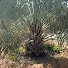 خلاص ونبوت سيف
