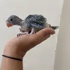 فرخ دره هندي (تم البيع)