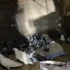 النوع   حمام زاجل