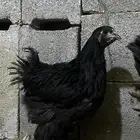 صوص براهما اسود