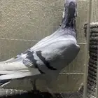 حمام شامي للبيع