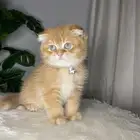 قطط سكوتش فولد بيور