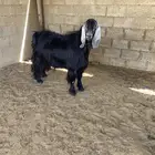 تيس فحل للبيع