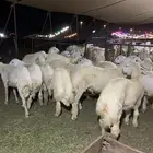 ذبايح حري للبيع طليان و رخال جدة طريق بريمان بجوار المخيمات