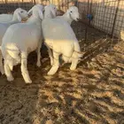 بعم حري فاخر