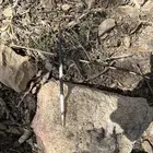 للبيع