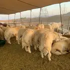 ذبايح حري طليان ذبائح مناسبات عقيقه ل ثلاجه يوجد توصيل