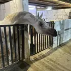 أتاحت فحل للتشبيه لوجه الله تعالى