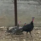 دجاج رومي