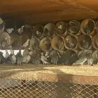 المزارع جنوب البدائع