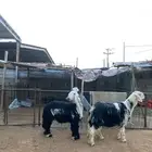 خرفان نجد