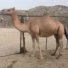بيشه غرب الصناعيه
