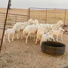 غنم حري متابيع( تم البيع )