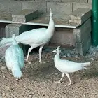 طاؤوس للبيع