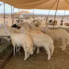 ذبايح حري طليان رخال جدة يوجد صلخ وتوصيل