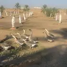 وز عراقي للبيع