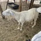 شاه حريه للبيع