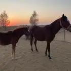 فرس شعبيه للبيع معها مهر