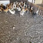 دجاج بلدي عمر ثلاث اشهر