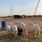 ذيايح حري طليان رخال جدة طريق بريمان