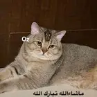 ذكر سكوتش قولد استريت Oz للتزاوج فندقة قطط