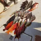 رحلة بحرية صيد
