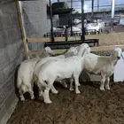 يوجد طليان حريات للبيع سوق الجربوع واسعار منافسه